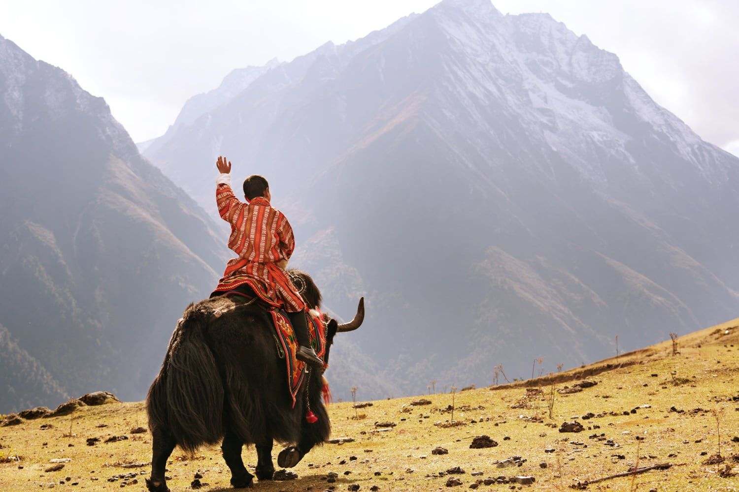 A rider on a yak on the slopes above Laya, Bhutan