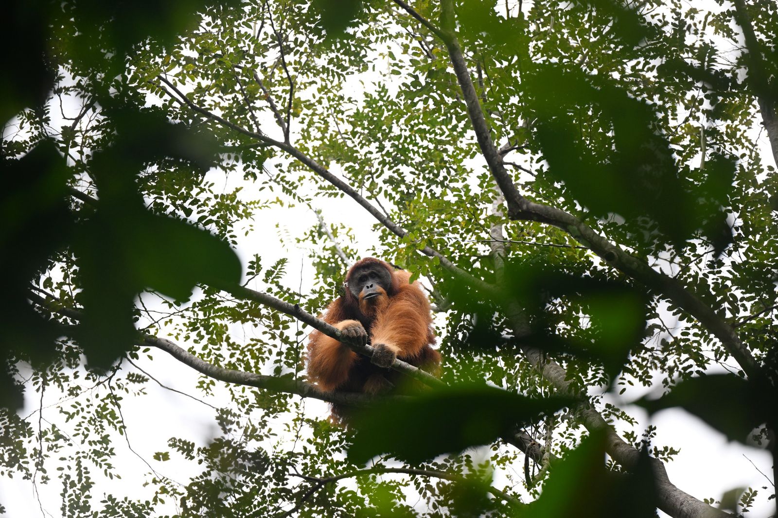 An orangutan looks down at the camera through the leaves from a high branch.