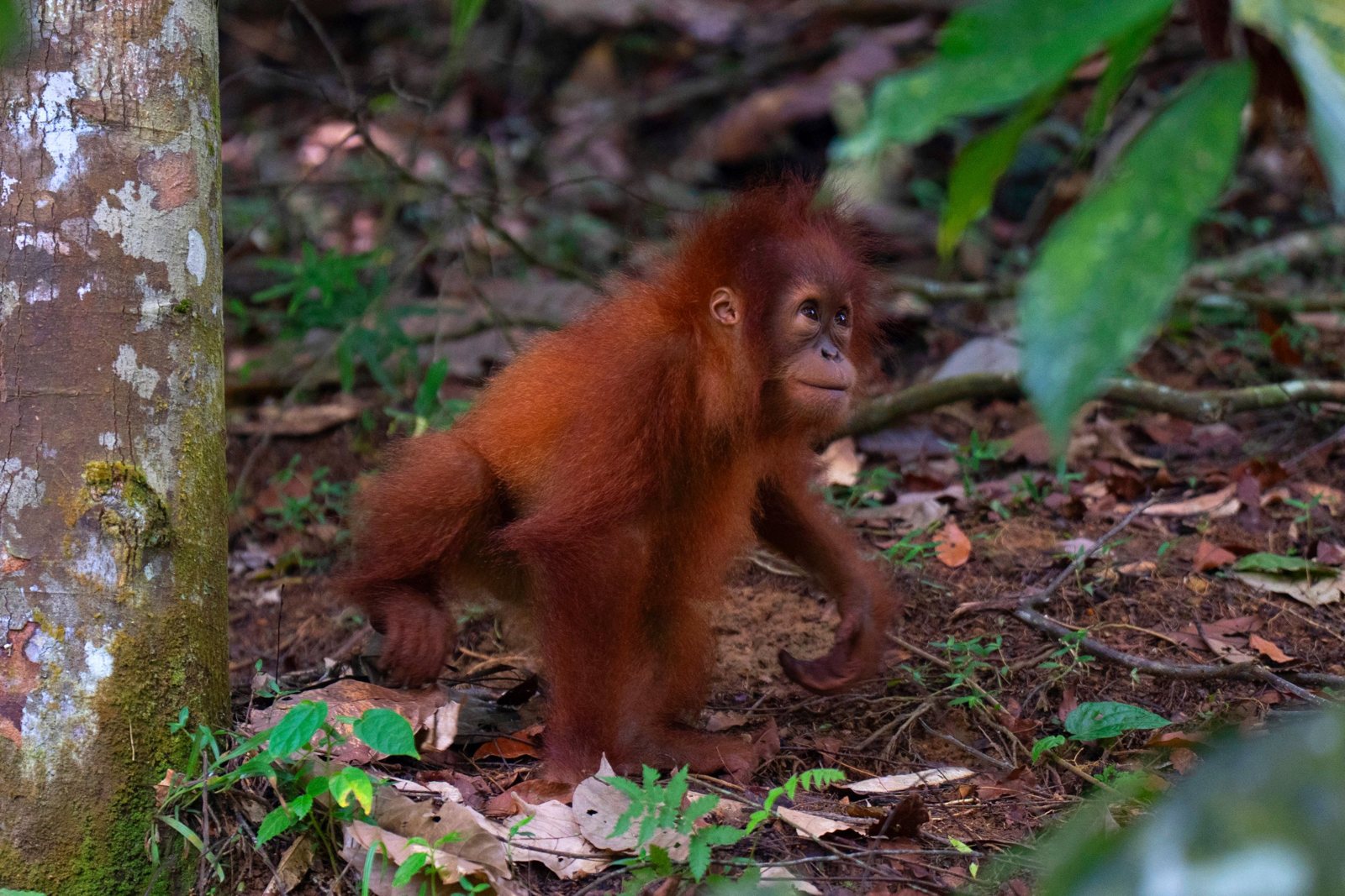A young Sumatran orangutan walks on all fours across the forest floor among fallen leaves.