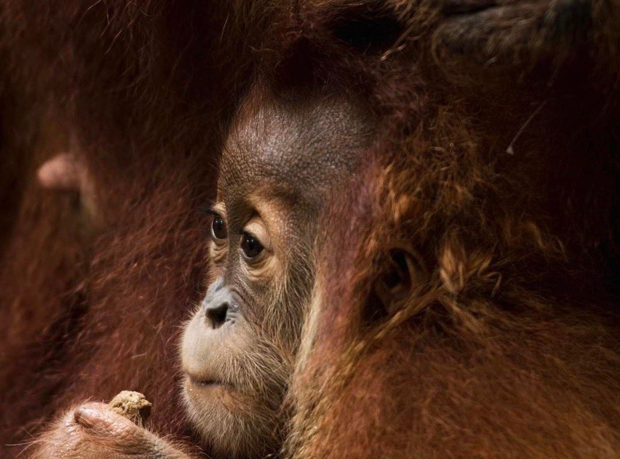 A young Sumatran orangutan beside its mother